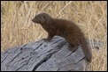 Dwarf Mongoose 2