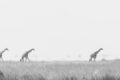 Giraffes-mono-2100.jpg