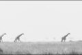 Giraffes-mono-2100_thumb.jpg