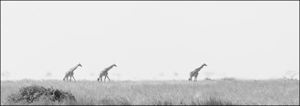 Giraffes mono 2100