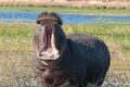 Hippo-yawning-blog.jpg