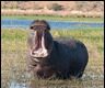Hippo-yawning-blog_thumb.jpg