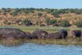 Hippos.jpg