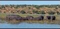 Hippos_thumb.jpg