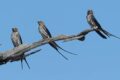 Lesser-striped-Swallows.jpg