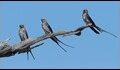 Lesser-striped-Swallows_thumb.jpg