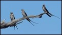 Lesser-striped Swallows