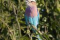 Lilac-breasted-Roller.jpg