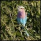 Lilac-breasted Roller