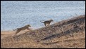 Lions running