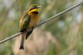 Little-Bee-eater.jpg
