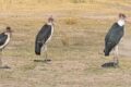 Marabou-Storks.jpg