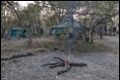 Moremi-Camp_thumb.jpg