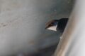 Nesting-swallow.jpg