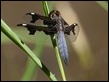 Palpopleura portia, Livingstone