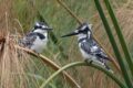 Pied-Kingfishers-224929.jpg