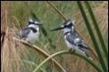Pied-Kingfishers-224929_thumb.jpg