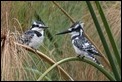 Pied Kingfishers-224929