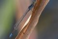 Pseudagrion-deningi-Shakawe.jpg