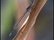 Pseudagrion-deningi-Shakawe_thumb.jpg