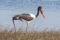 Saddle-billed-Stork.jpg