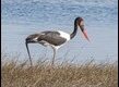 Saddle-billed-Stork_thumb.jpg