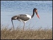 Saddle-billed Stork