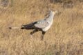Secretary-Bird.jpg