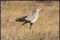 Secretary-Bird_thumb.jpg