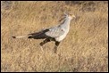 Secretary Bird