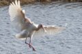Spoonbill.jpg