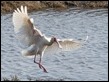 Spoonbill