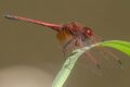 Trithemis-arteriosa-Livingstone.jpg