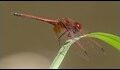 Trithemis-arteriosa-Livingstone_thumb.jpg