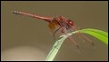 Trithemis arteriosa, Livingstone