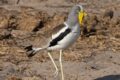 White-crowned-Lapwing.jpg