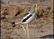 White-crowned-Lapwing_thumb.jpg