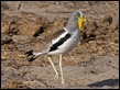 White-crowned Lapwing