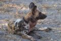 Wild-Dog.jpg
