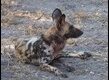 Wild-Dog_thumb.jpg