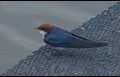 Wire-tailed-Swallow-1-of-2_thumb.jpg