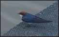 Wire-tailed Swallow (1 of 2)