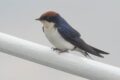 Wire-tailed-Swallow-2-of-2.jpg