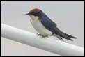 Wire-tailed Swallow (2 of 2)