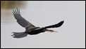 African Darter