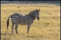 Burchells-Zebra_thumb.jpg