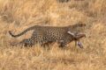 Leopard-carrying-Impala.jpg