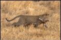 Leopard-carrying-Impala_thumb.jpg