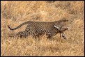 Leopard carrying Impala