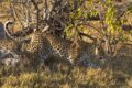 Leopard-climbing-down.jpg